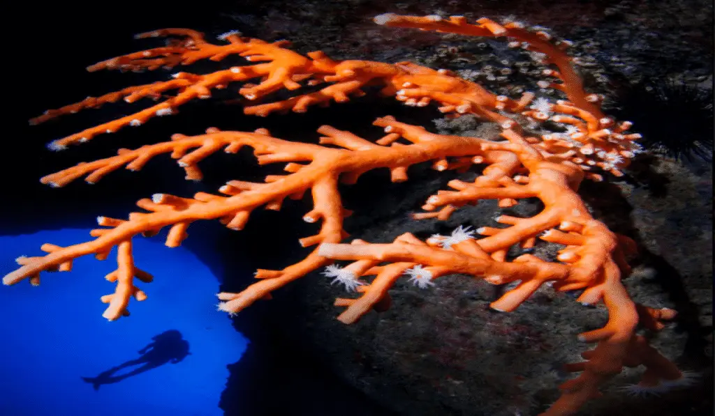 Coral en el roque de garachico